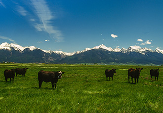 black cows in a field with snow topped mountains behind them