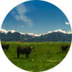 black cows in a field with snow topped mountains behind them